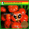 high quality pure natural guarana seed extract